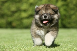 Caucasian Shepherd dog puppy running